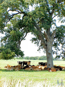 oak-sacramento-zone-9-trees